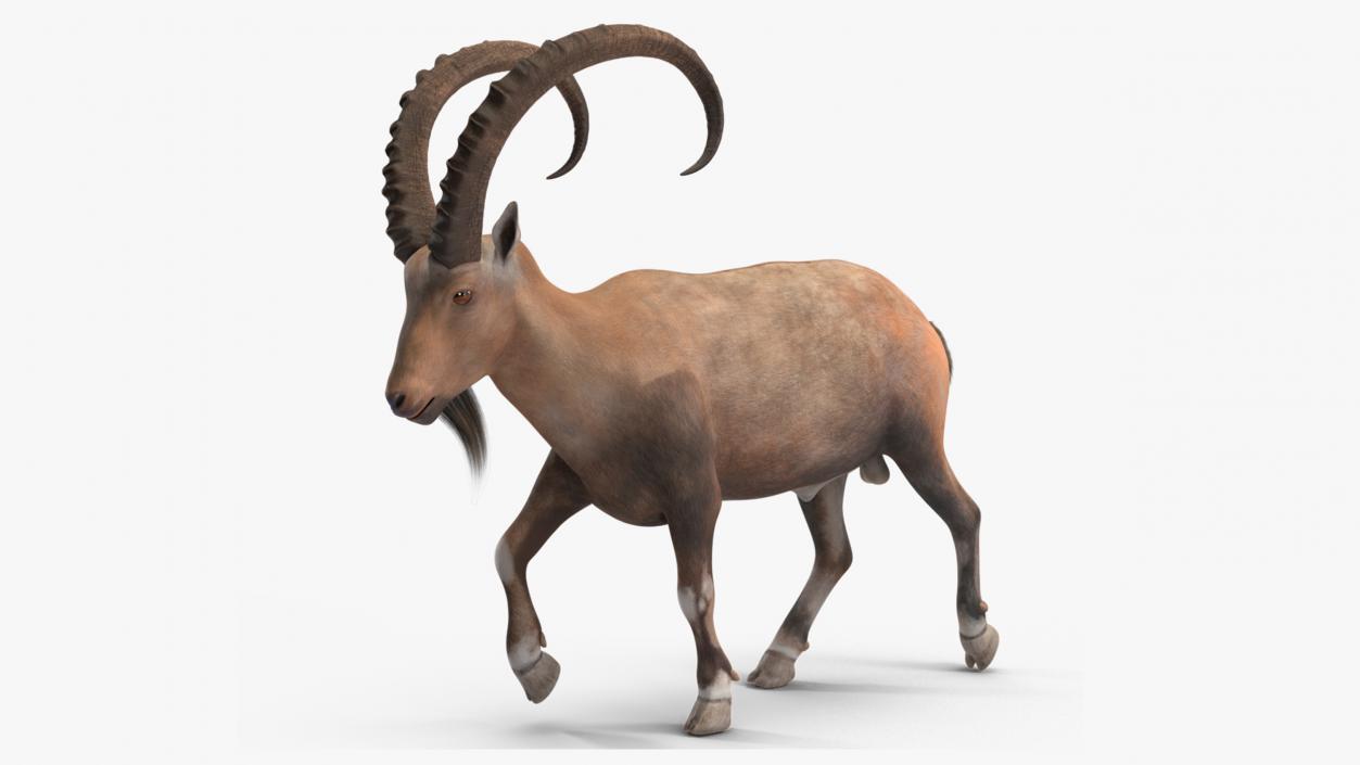 Alpine Ibex Rigged for Maya 3D