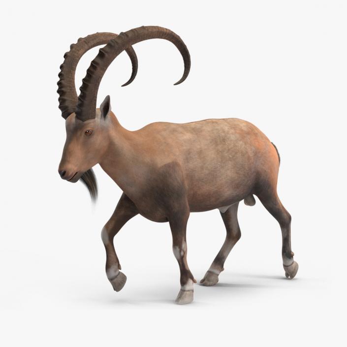 Alpine Ibex Rigged for Maya 3D