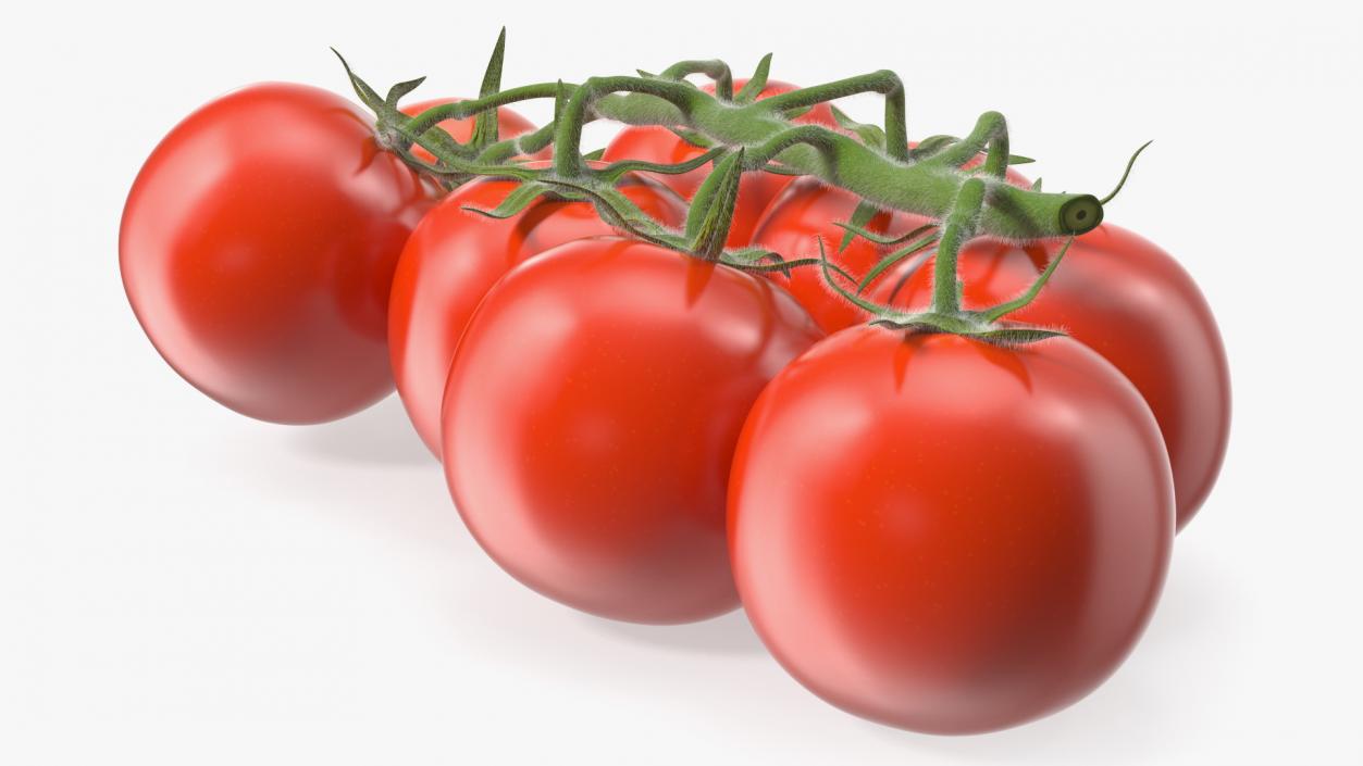 Fresh Cherry Tomatoes on the Vine Fur 3D