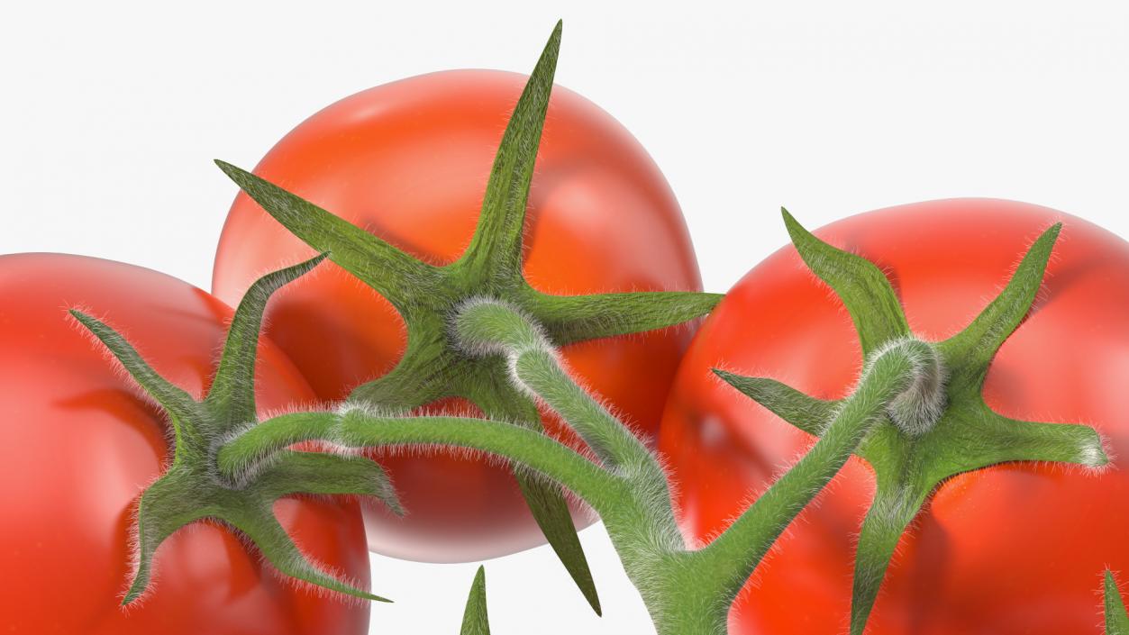 Fresh Cherry Tomatoes on the Vine Fur 3D