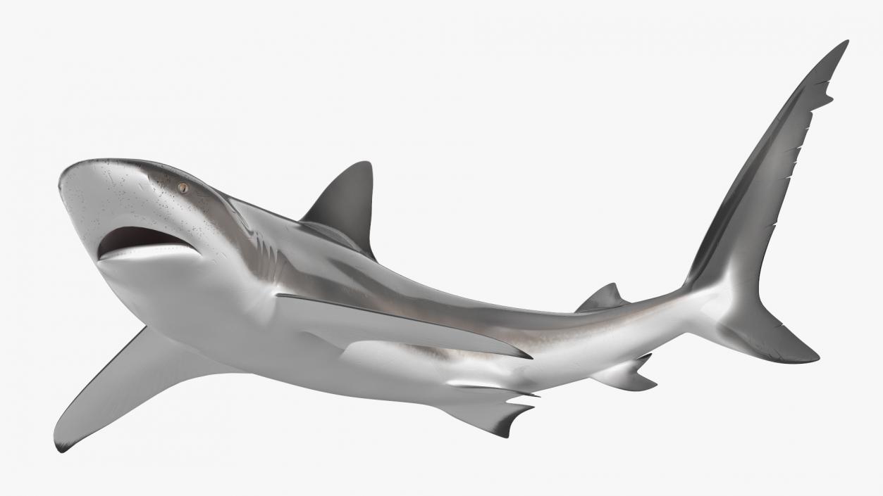 3D Realistic Dusky Shark Rigged model