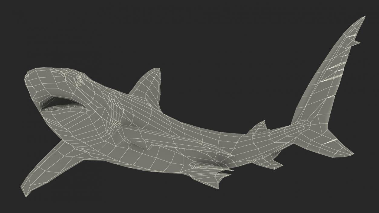 3D Realistic Dusky Shark Rigged model