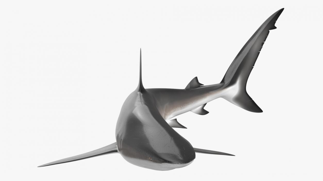 3D Realistic Dusky Shark Rigged model