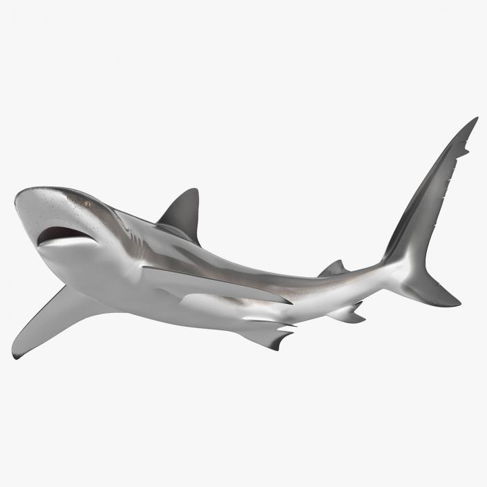 3D Realistic Dusky Shark Rigged model