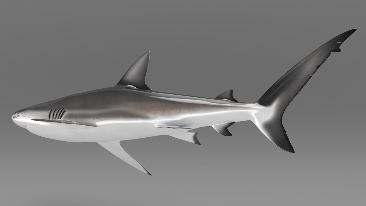 3D Realistic Dusky Shark Rigged model