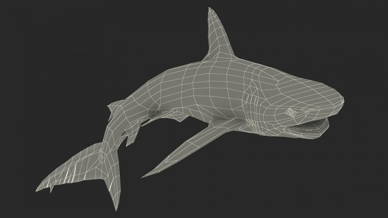 3D Realistic Dusky Shark Rigged model