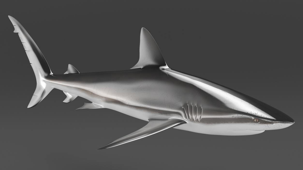 3D Realistic Dusky Shark Rigged model