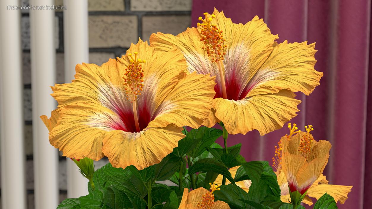 3D Blooming Hibiscus Flower Orange