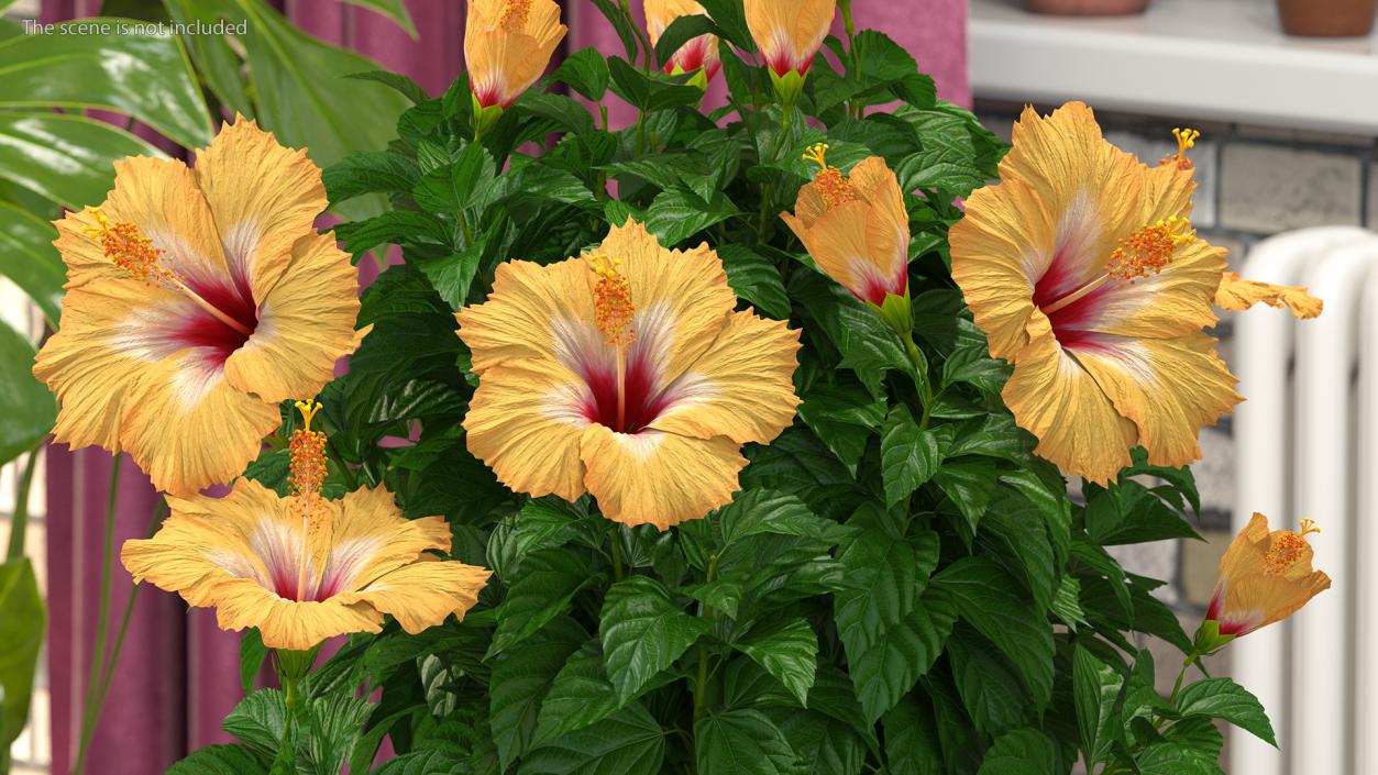 3D Blooming Hibiscus Flower Orange