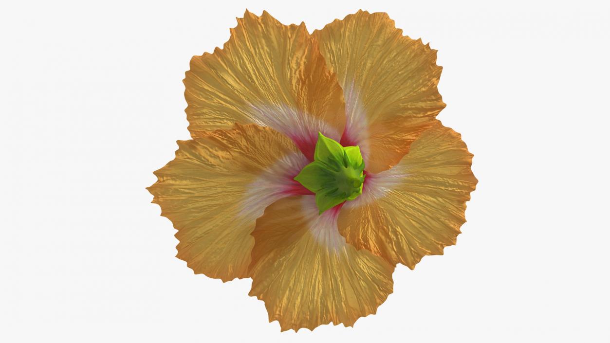 3D Blooming Hibiscus Flower Orange