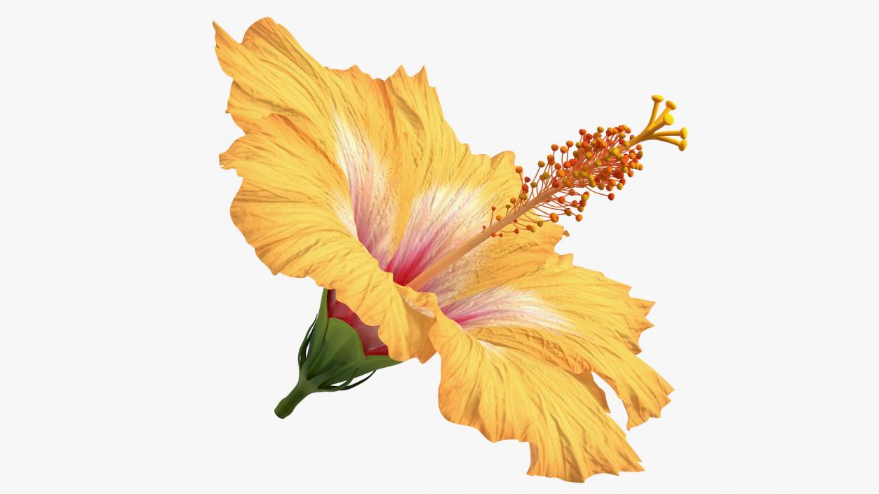 3D Blooming Hibiscus Flower Orange