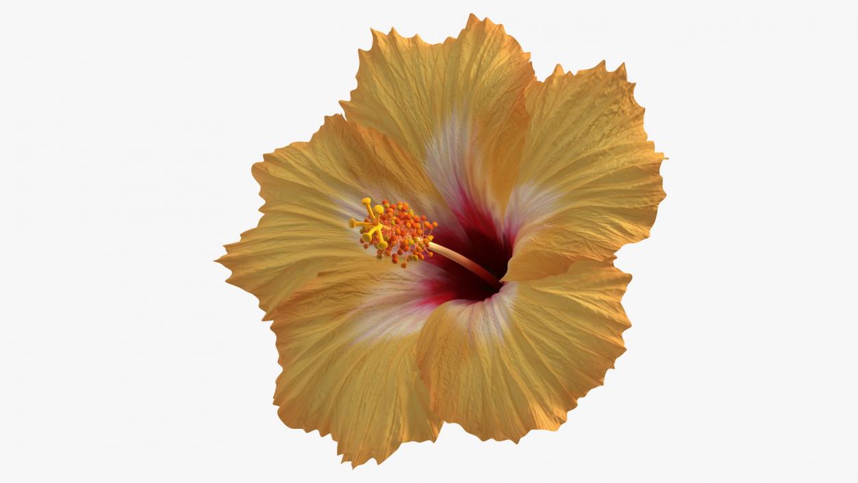 3D Blooming Hibiscus Flower Orange