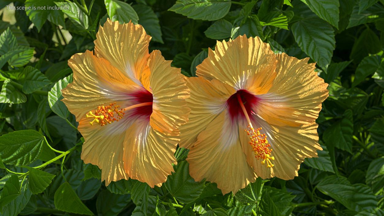 3D Blooming Hibiscus Flower Orange