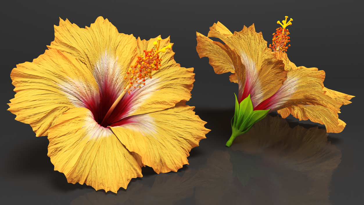 3D Blooming Hibiscus Flower Orange