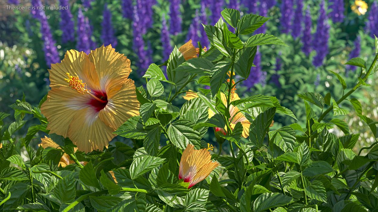 3D Blooming Hibiscus Flower Orange