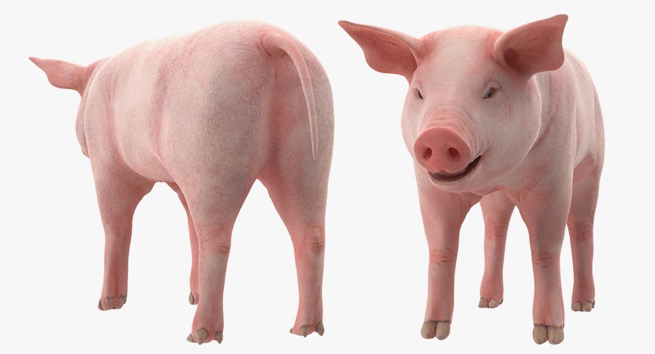 3D Pig Piglet Landrace Rigged