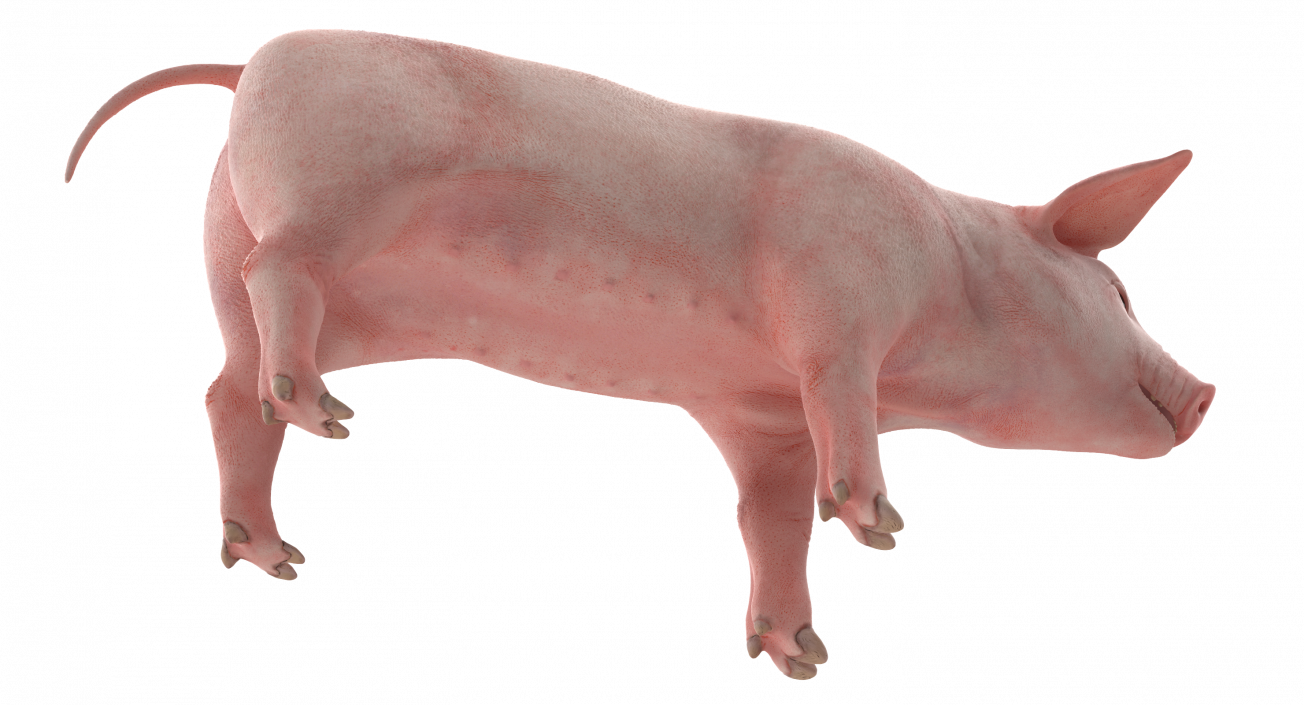 3D Pig Piglet Landrace Rigged