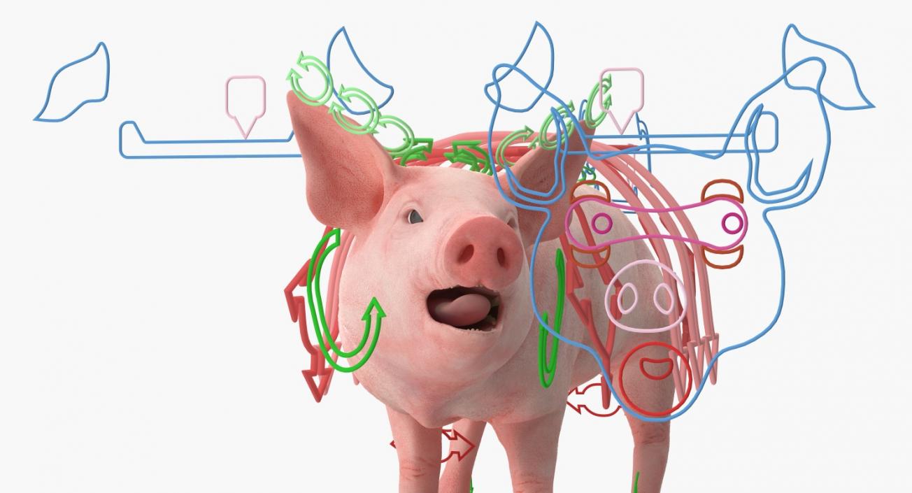 3D Pig Piglet Landrace Rigged