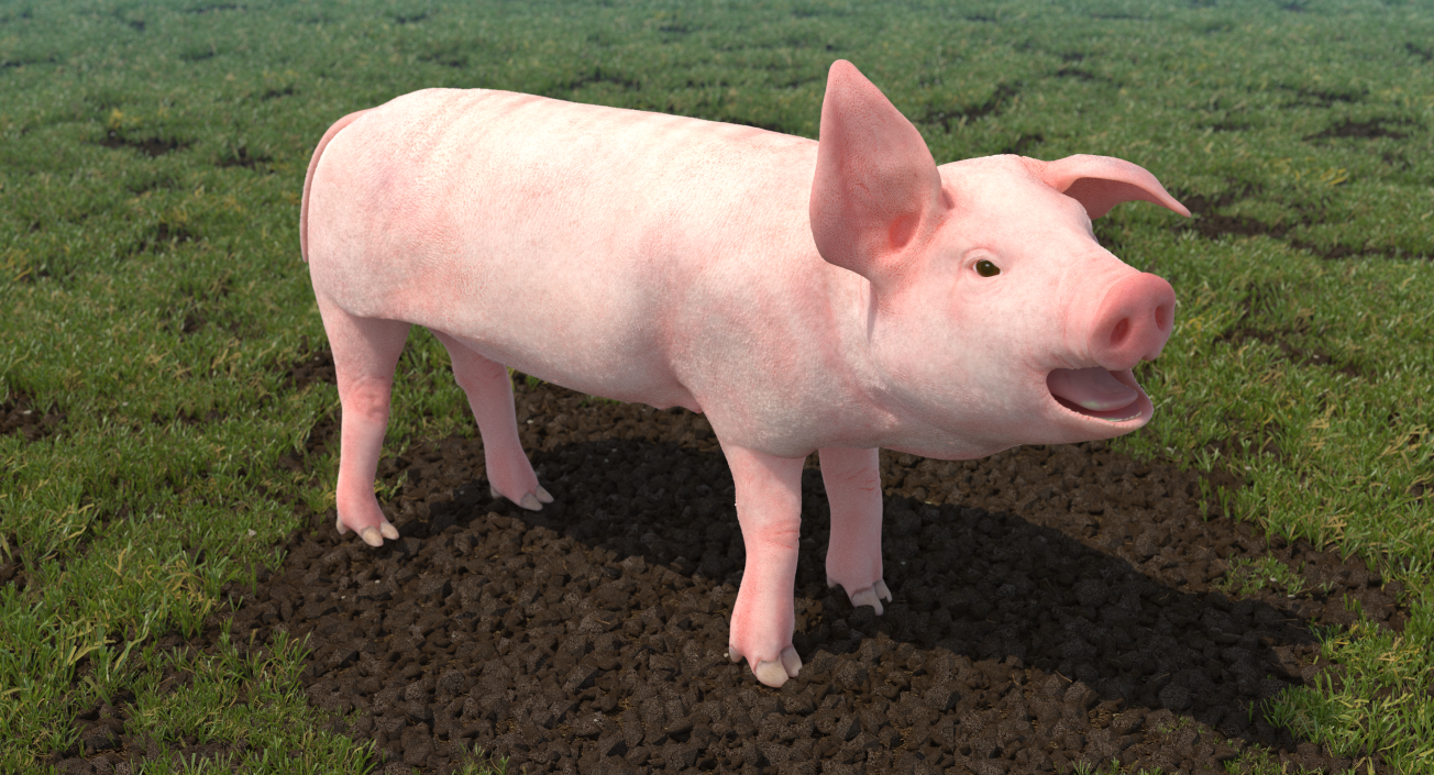 3D Pig Piglet Landrace Rigged