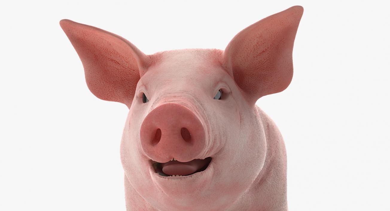 3D Pig Piglet Landrace Rigged