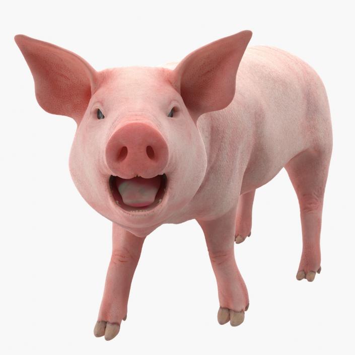 3D Pig Piglet Landrace Rigged