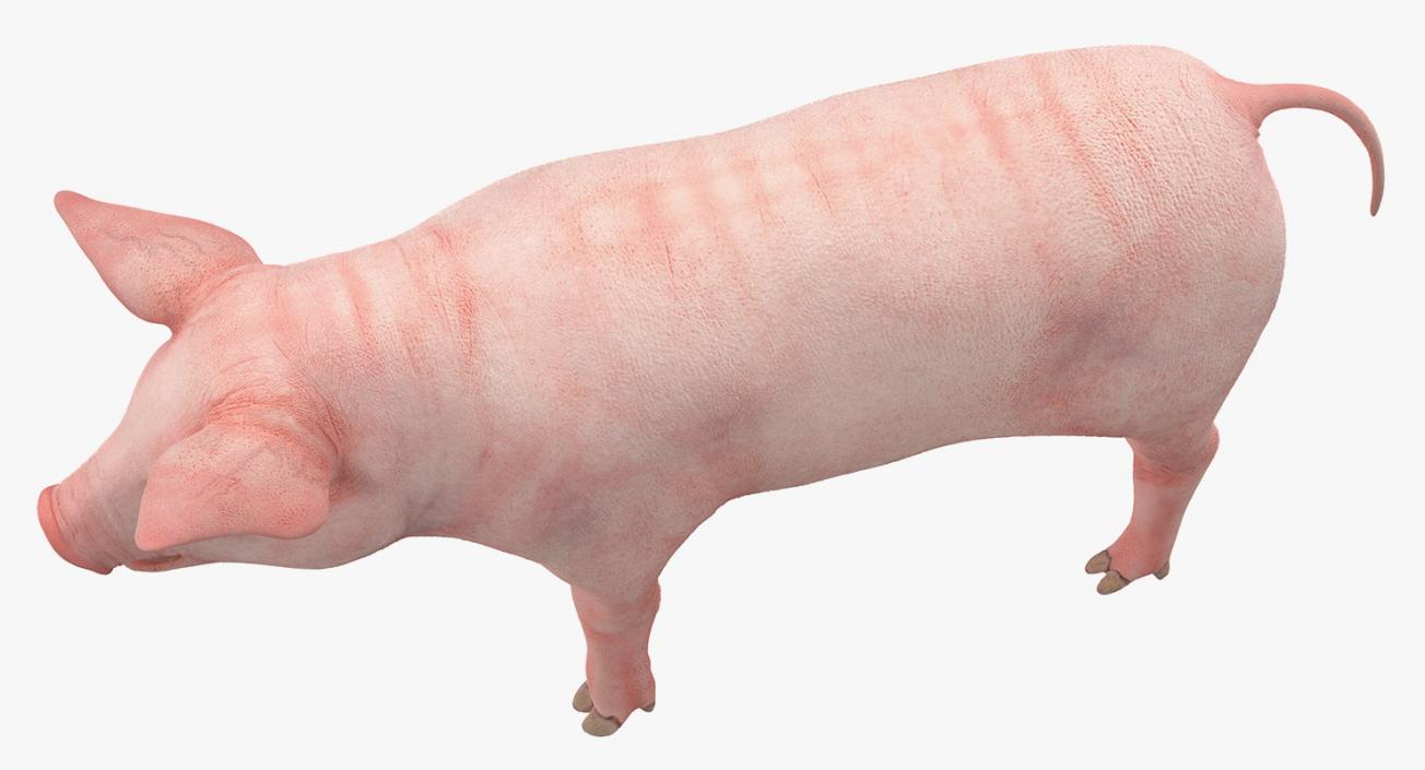 3D Pig Piglet Landrace Rigged