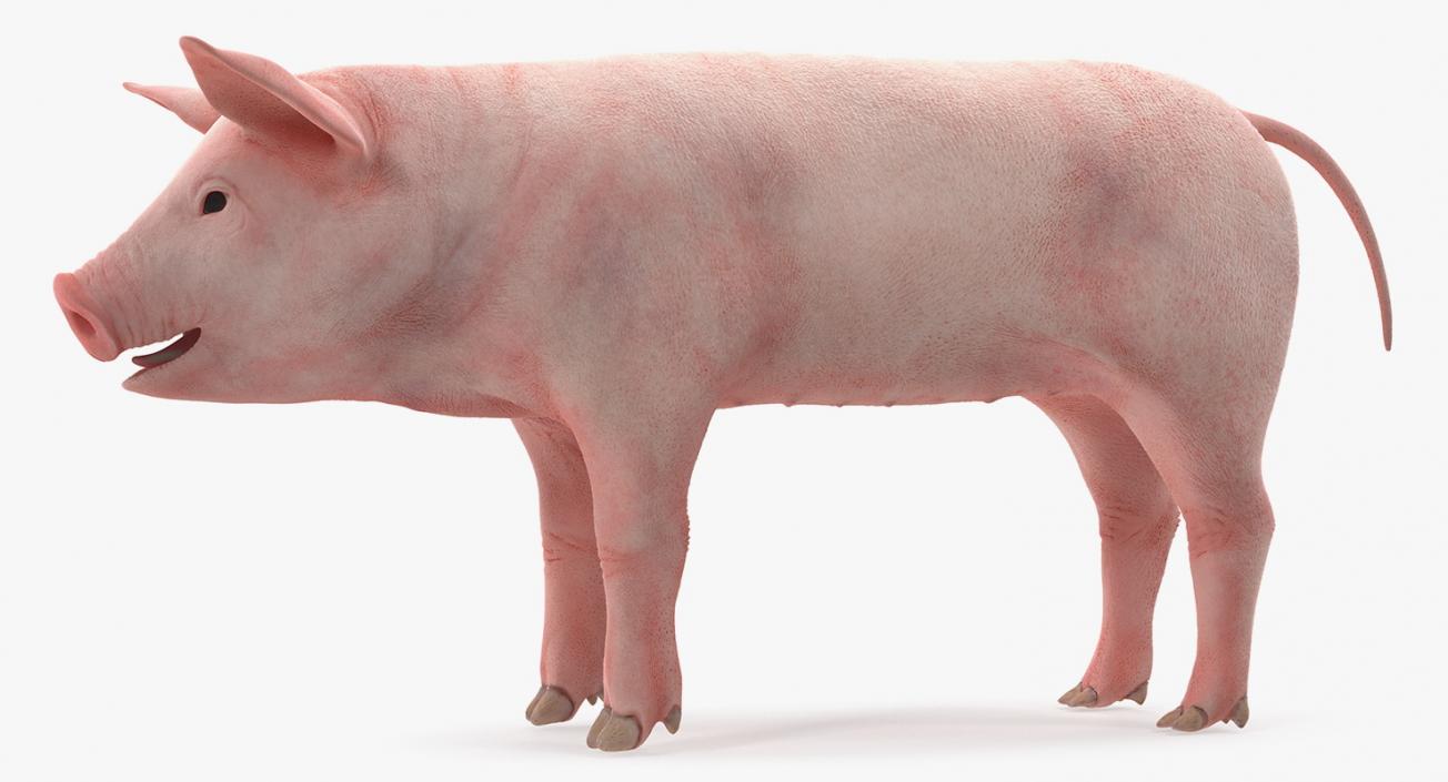 3D Pig Piglet Landrace Rigged