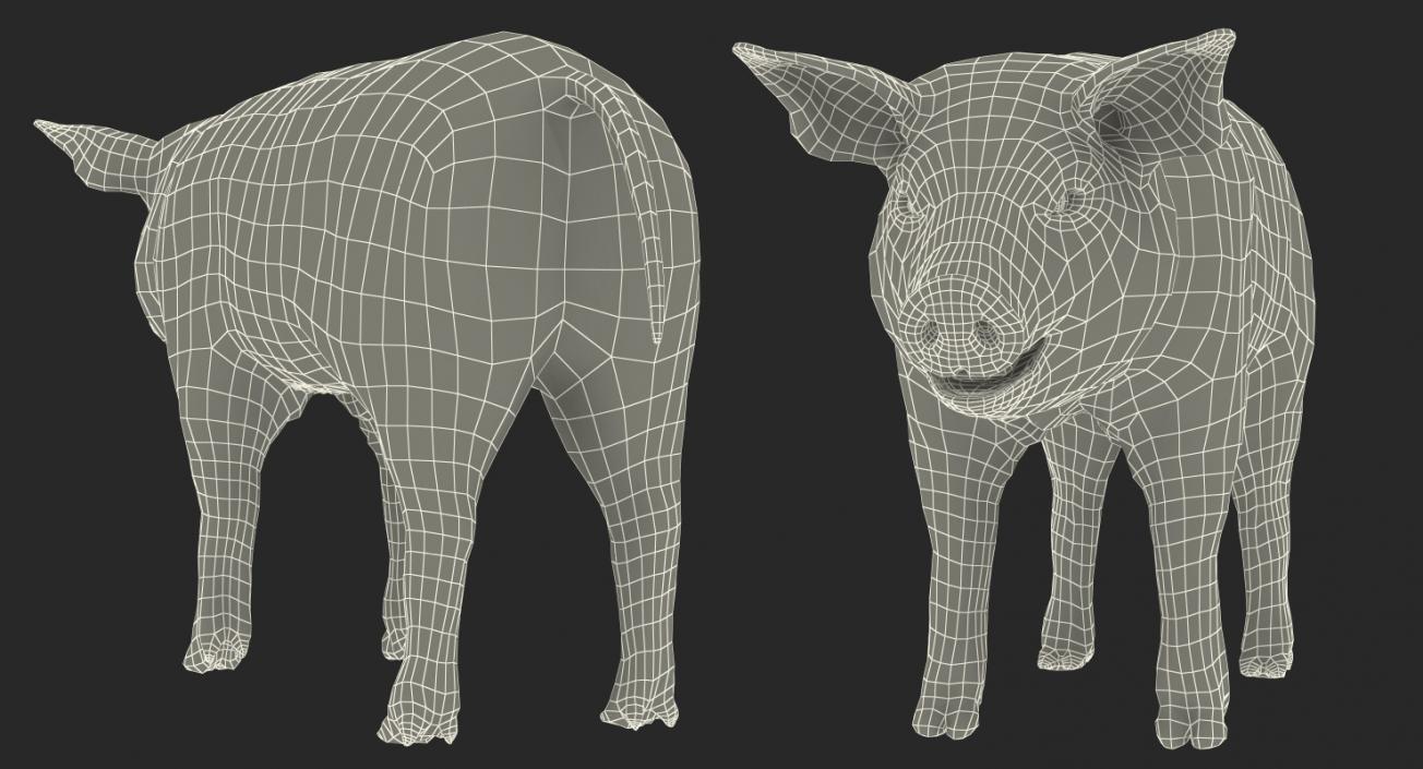 3D Pig Piglet Landrace Rigged