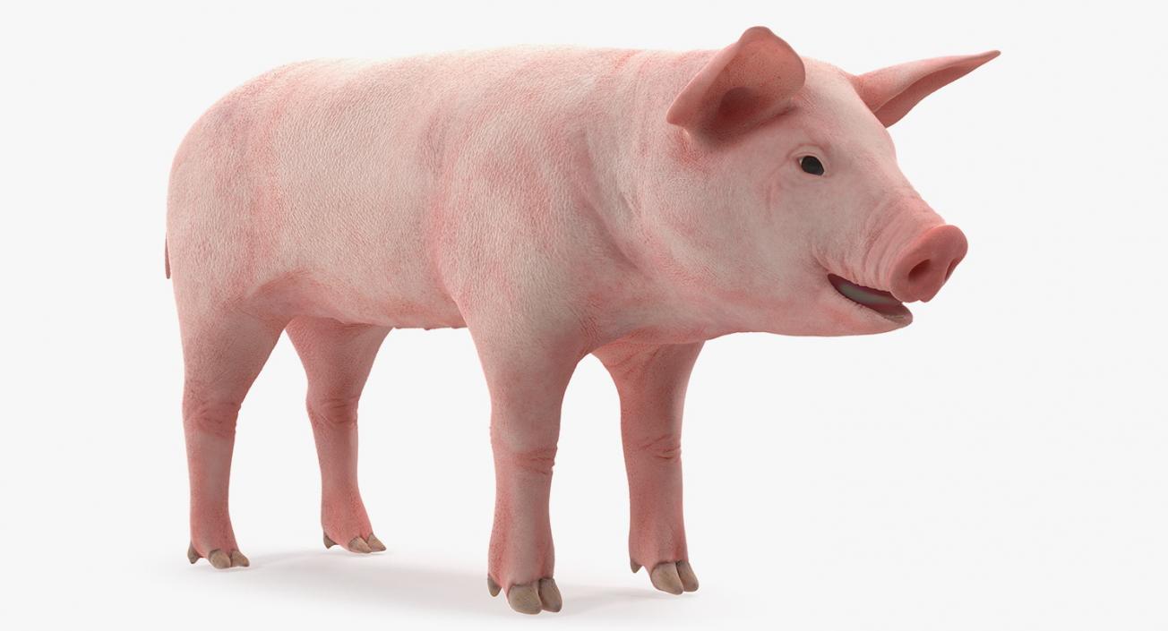 3D Pig Piglet Landrace Rigged