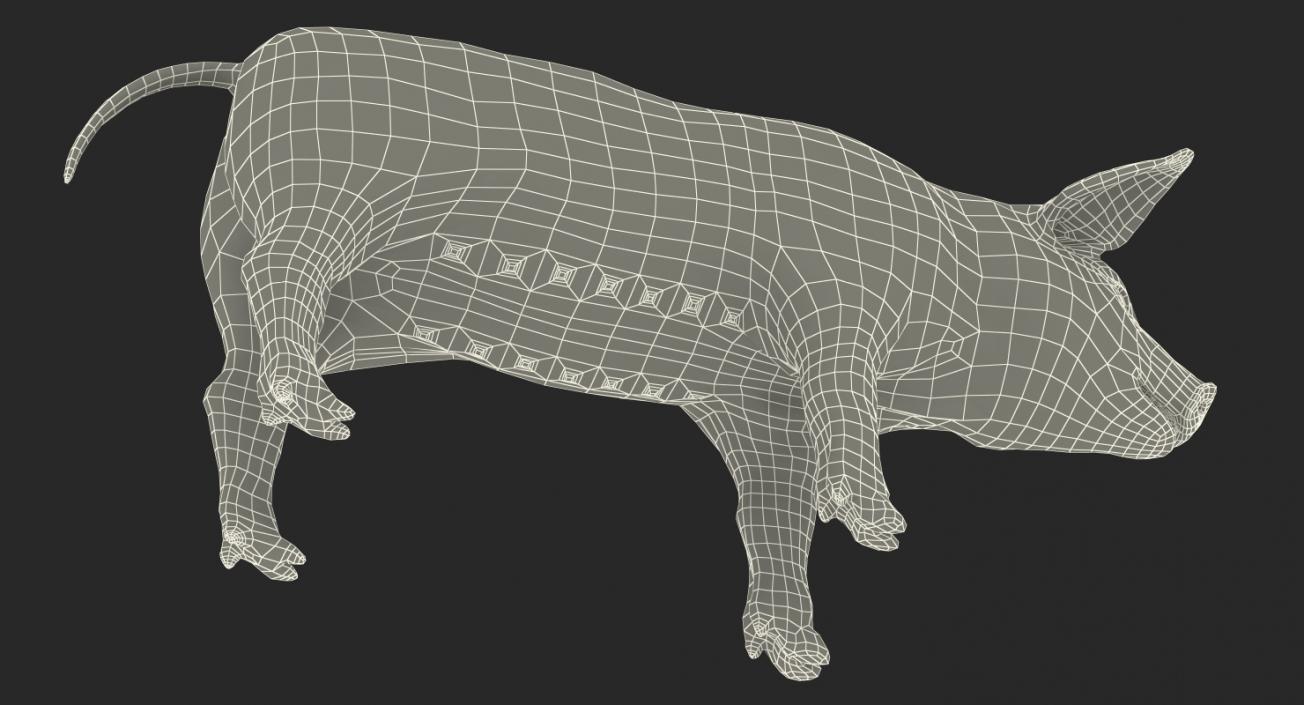 3D Pig Piglet Landrace Rigged