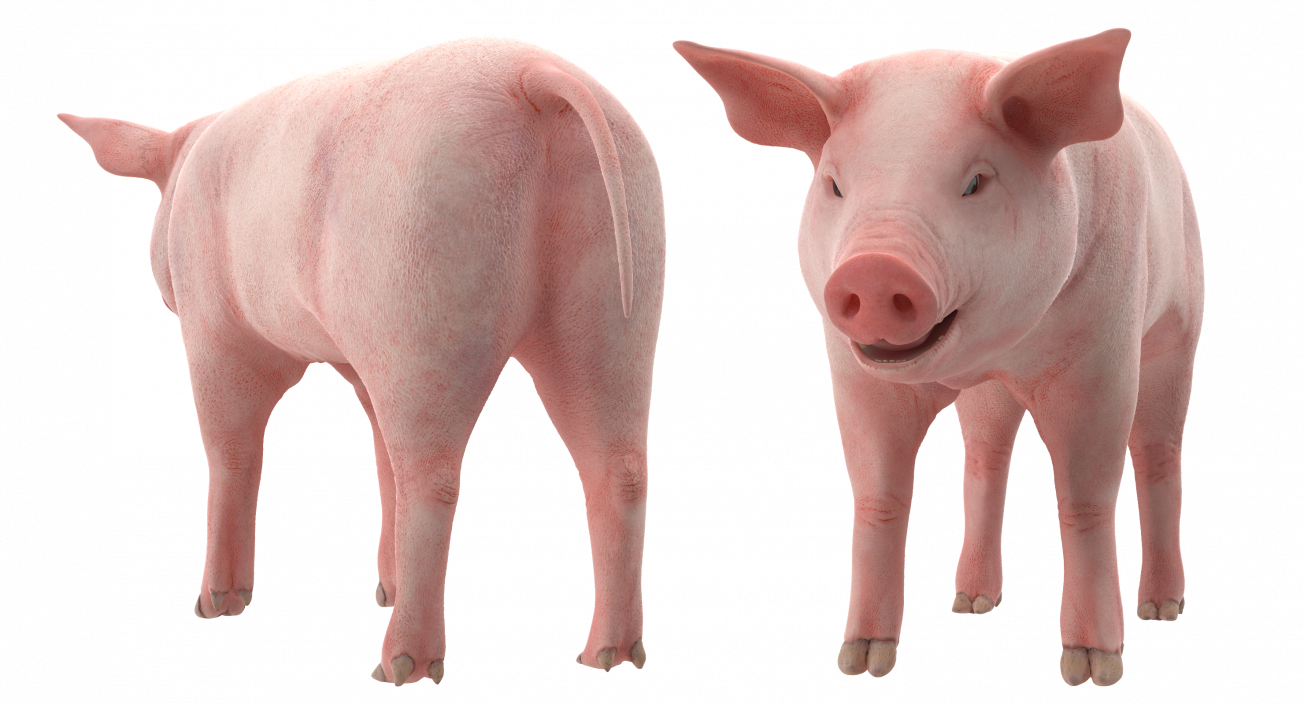 3D Pig Piglet Landrace Rigged