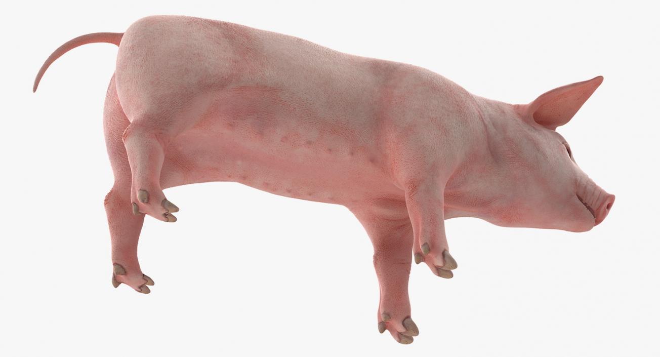 3D Pig Piglet Landrace Rigged