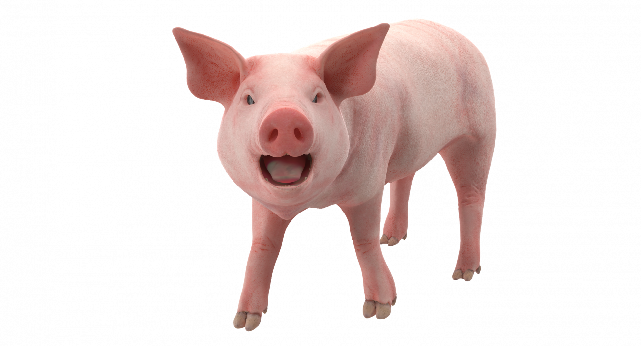 3D Pig Piglet Landrace Rigged