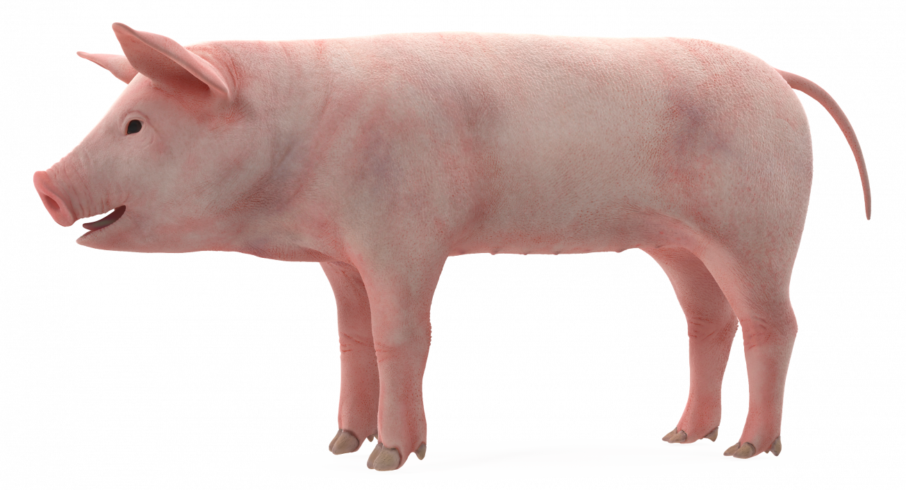 3D Pig Piglet Landrace Rigged