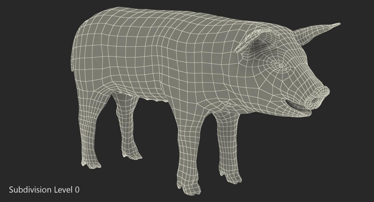 3D Pig Piglet Landrace Rigged