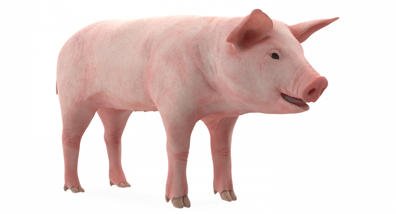 3D Pig Piglet Landrace Rigged