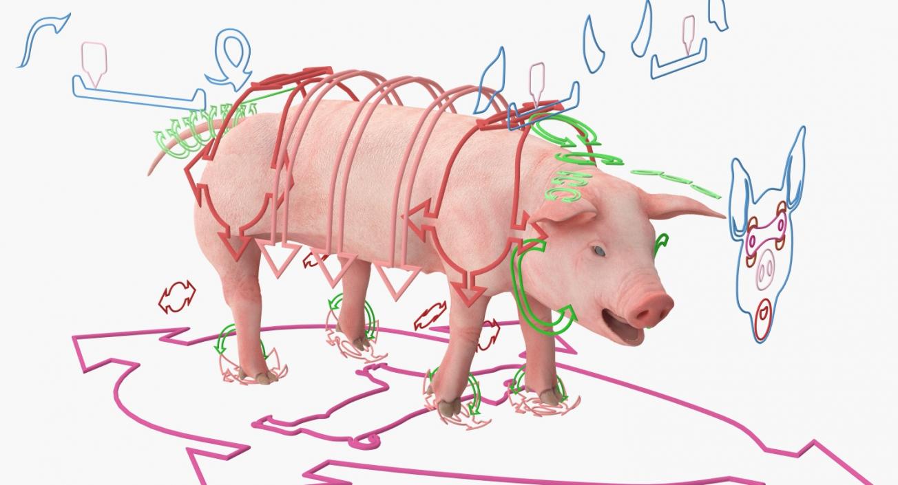 3D Pig Piglet Landrace Rigged