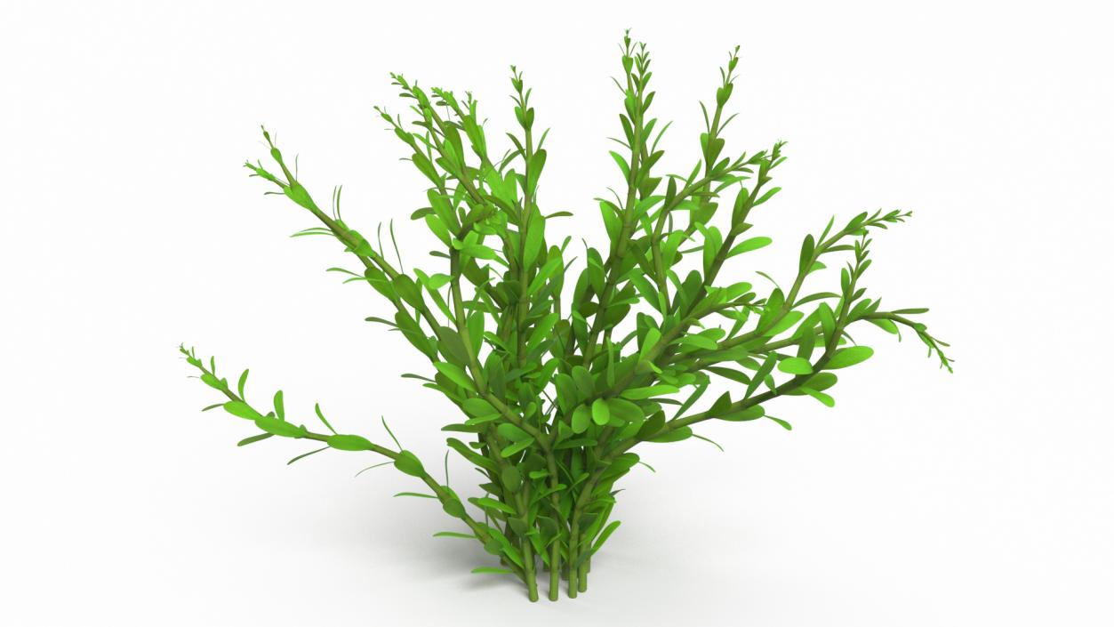 Aquarium Plant Rotala Green 3D