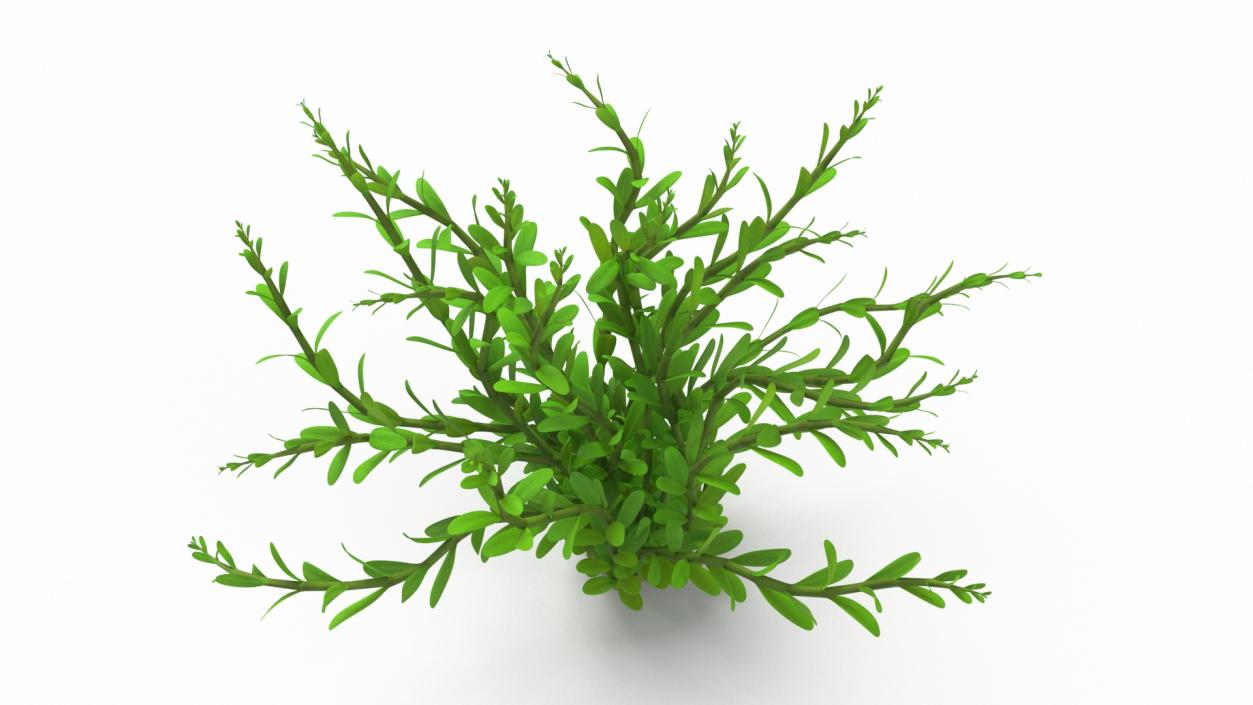 Aquarium Plant Rotala Green 3D