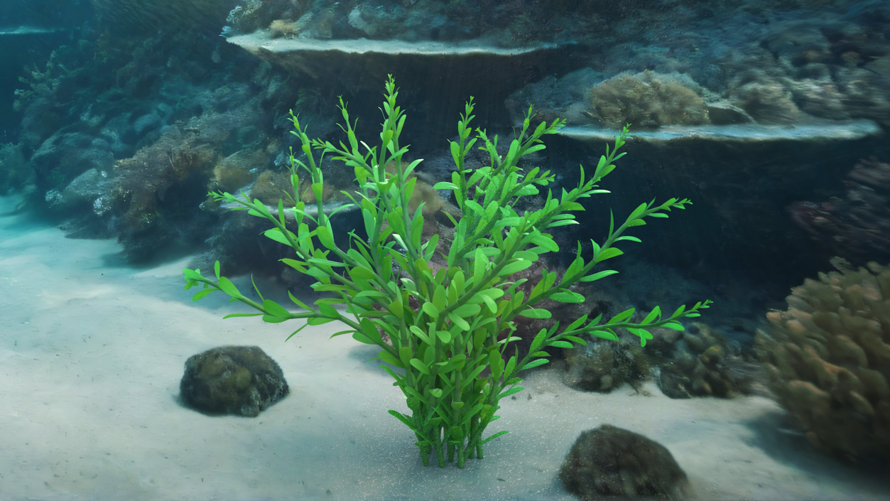 Aquarium Plant Rotala Green 3D