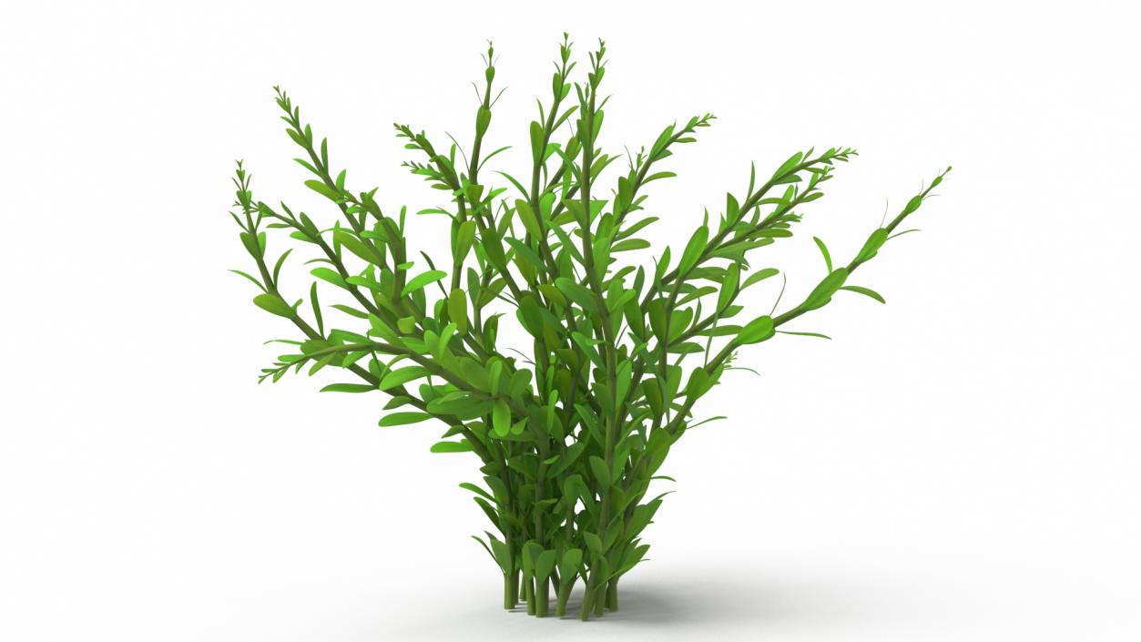 Aquarium Plant Rotala Green 3D