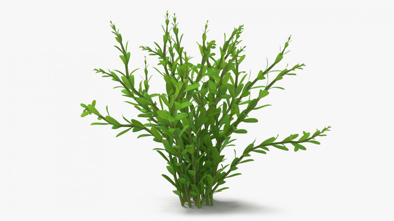 Aquarium Plant Rotala Green 3D