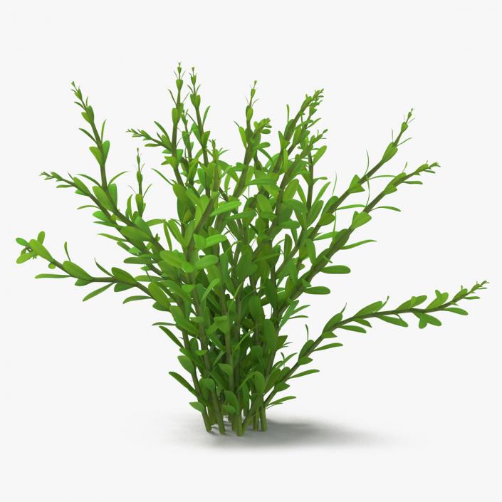 Aquarium Plant Rotala Green 3D