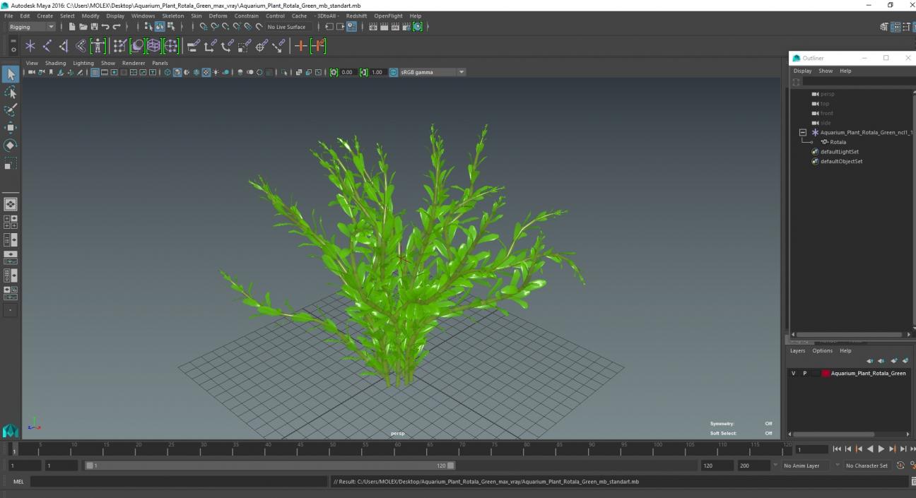 Aquarium Plant Rotala Green 3D