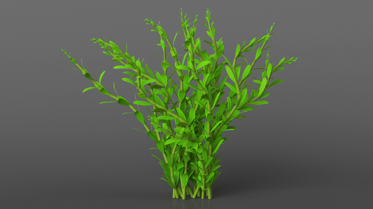 Aquarium Plant Rotala Green 3D