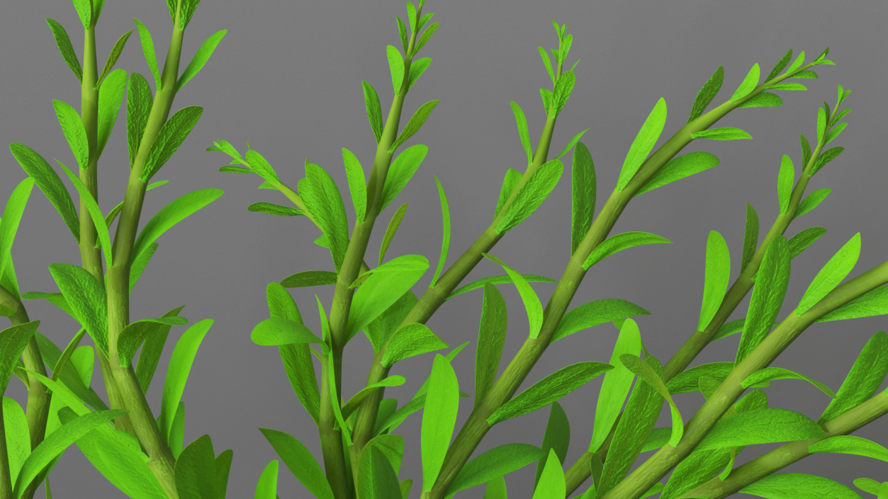 Aquarium Plant Rotala Green 3D