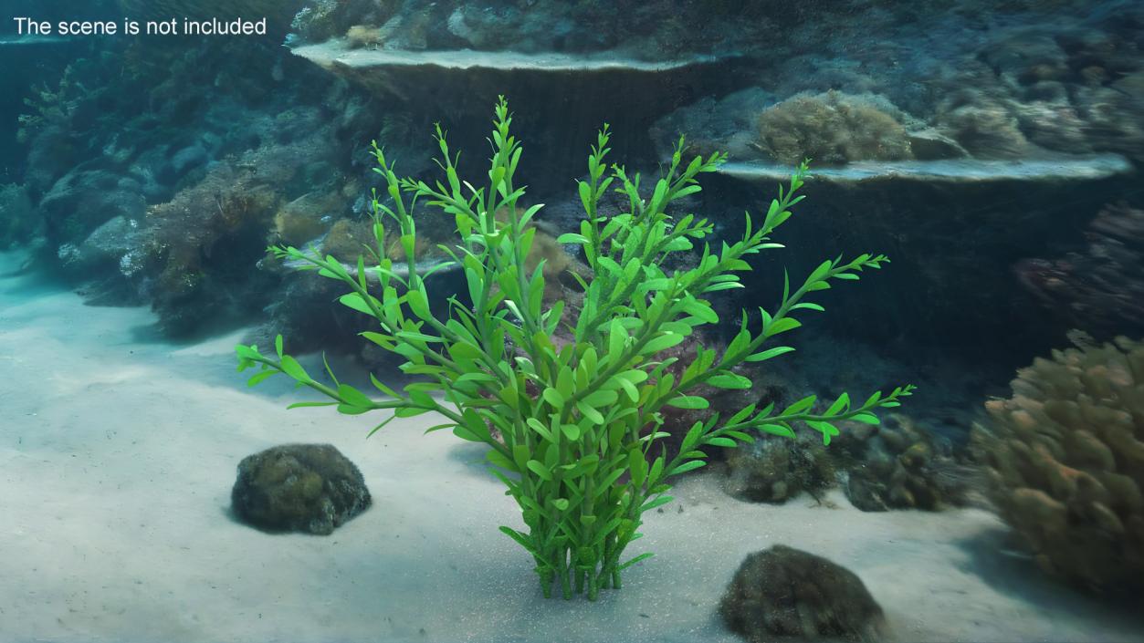 Aquarium Plant Rotala Green 3D