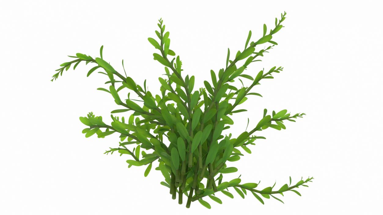 Aquarium Plant Rotala Green 3D