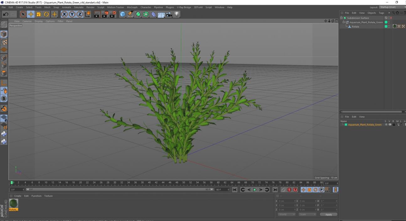 Aquarium Plant Rotala Green 3D