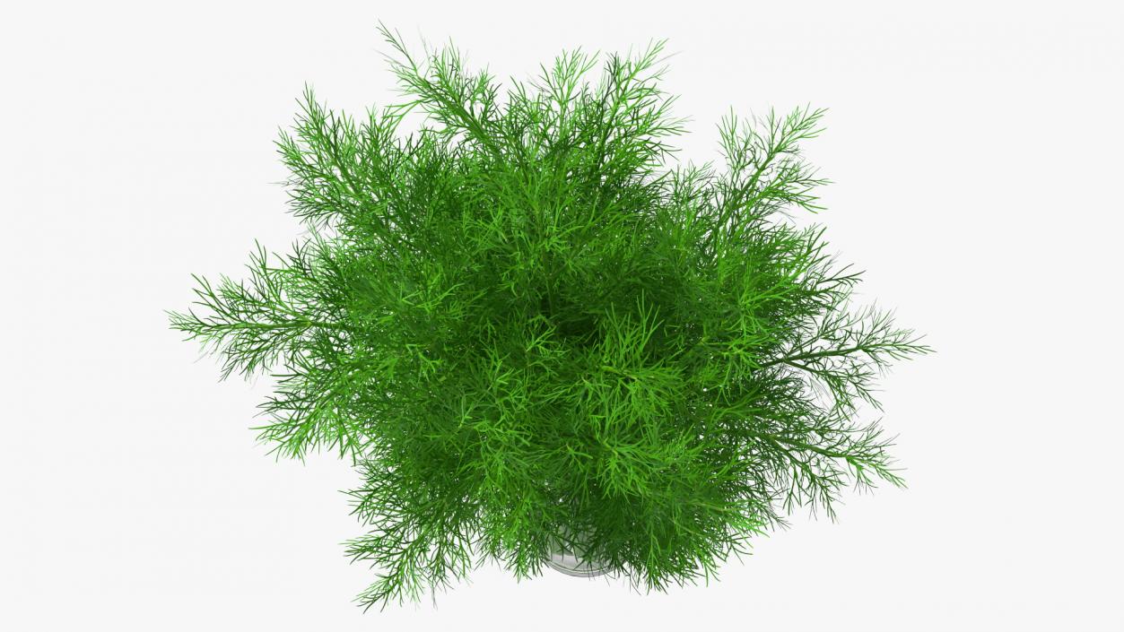 3D Dill Water Glass